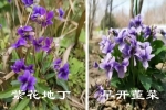 早開(kāi)堇菜和紫花地丁