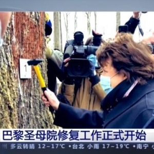 巴黎圣母院修復(fù)工作正式開始 將需千棵百年橡樹 預(yù)計5年完工 ... ... ...