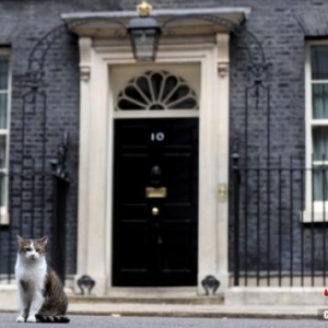 英國“首席捕鼠官”疫情期間長胖 獸醫(yī)建議少吃零食
