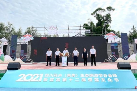 四川宜賓這個(gè)鎮(zhèn)兩萬畝荷花開了，撬動(dòng)一個(gè)上億的產(chǎn)業(yè)