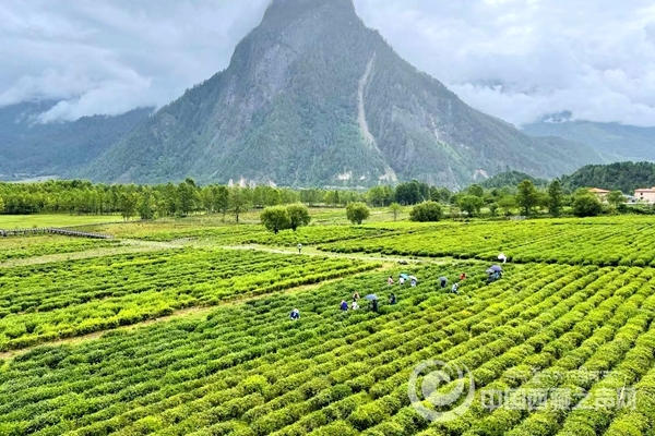 【石榴花開 籽籽同心】小茶葉托起大產(chǎn)業(yè)