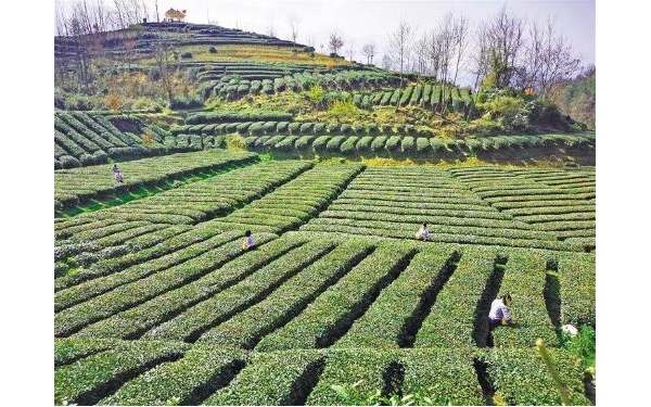 產(chǎn)業(yè)旺了 農(nóng)民笑了——西鄉(xiāng)縣發(fā)展特色產(chǎn)業(yè)助推鄉(xiāng)村振興紀(jì)實 ...