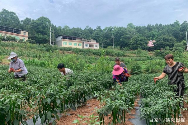 辣椒豐收農(nóng)民樂 產(chǎn)業(yè)成鏈“錢”景好