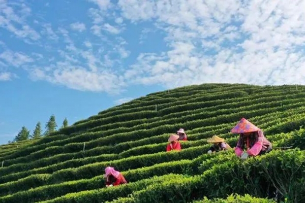 福建龍巖：借力臺商“朋友圈”，做強農(nóng)業(yè)產(chǎn)業(yè)