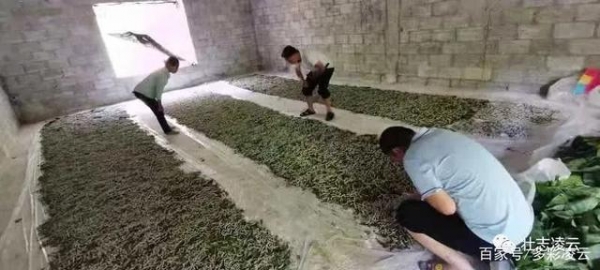 梁正志：返鄉(xiāng)發(fā)展種養(yǎng)產(chǎn)業(yè) 帶頭奔富路