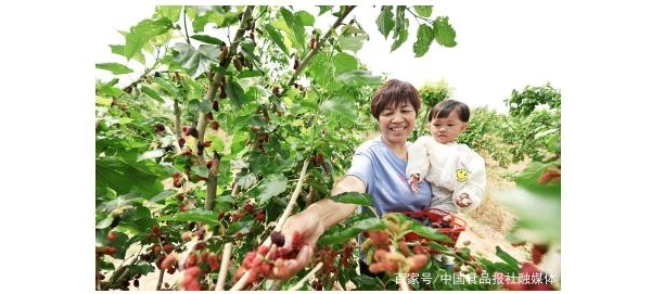 五措并舉 河北邯鄲肥鄉(xiāng)跑出農(nóng)業(yè)產(chǎn)業(yè)振興加速度