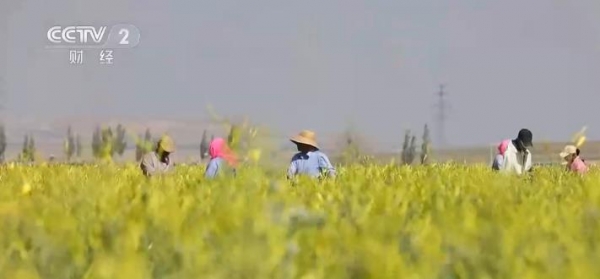 【鄉(xiāng)村振興看一線】寧夏鹽池：培育專業(yè)合作社、打造產(chǎn)業(yè)鏈條 黃花菜鋪出金色致富路 ...