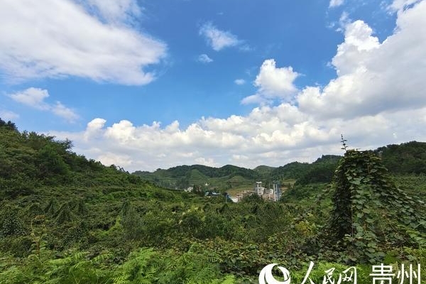 貴州修文：小小獼猴桃 致富大產(chǎn)業(yè)