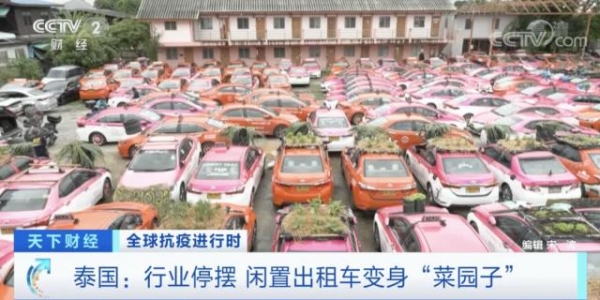 交不起“份子錢”！泰國出租車公司在車頂種菜、養(yǎng)田蛙維持生計…… ...