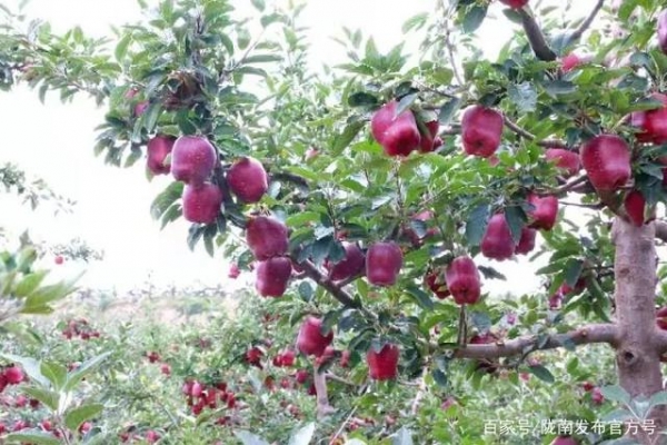 秦皇故里 產(chǎn)業(yè)興旺