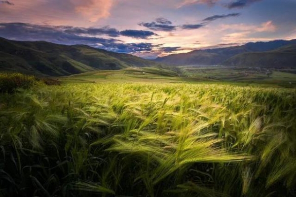 西藏：創(chuàng)新傳統(tǒng)產(chǎn)業(yè)力促經(jīng)濟(jì)轉(zhuǎn)型