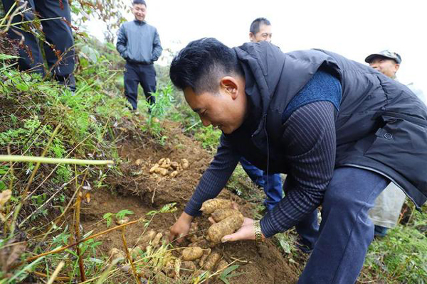 象雷協(xié)作精準(zhǔn)幫扶：烏天麻產(chǎn)業(yè)托起高山農(nóng)戶共富夢(mèng)
