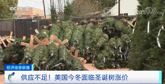 有錢也難買？圣誕樹種植業(yè)整體減產(chǎn)約40%，美國今冬面臨圣誕樹漲價 ... ... ...