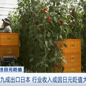 韓國(guó)彩椒九成以上出口日本 行業(yè)收入或因日元貶值大打折扣