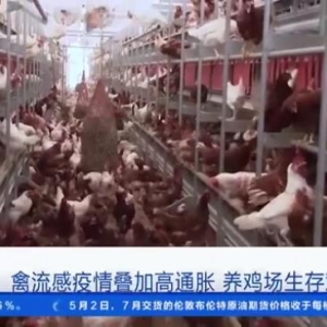 7年來最嚴(yán)重！美國多地現(xiàn)禽流感疫情，超1900萬只蛋雞死亡…… ...
