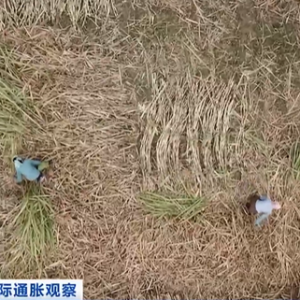 印度擬限制糖出口 主要糖企股價(jià)應(yīng)聲大跌