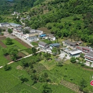甘肅文縣：一片綠色葉子 一個(gè)富民產(chǎn)業(yè)