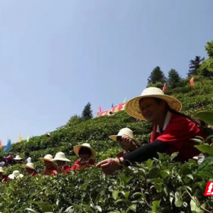 產業(yè)興起湯溪秀