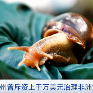 “非洲大蝸?！比肭置绹?，或致人類患腦膜炎！繁殖速度巨快，已區(qū)域性封鎖！ ...