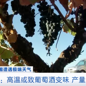 高溫或致西班牙葡萄酒變味！水溫升高，地中海水域珊瑚大規(guī)模死亡 ...
