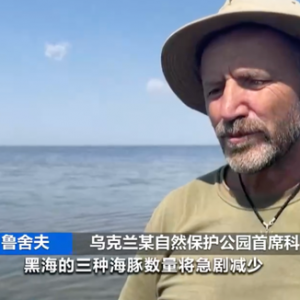 黑海超5000只海豚死亡！烏專(zhuān)家：死于俄方軍事行動(dòng) 俄專(zhuān)家：沒(méi)有根據(jù) ...
