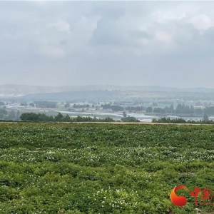 定西市安定區(qū)：人大代表匯聚產(chǎn)業(yè)鏈 鄉(xiāng)村振興路上譜新篇