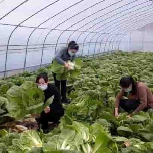 甘肅定西：川河經(jīng)濟帶蔬菜產(chǎn)業(yè)發(fā)展后勁足