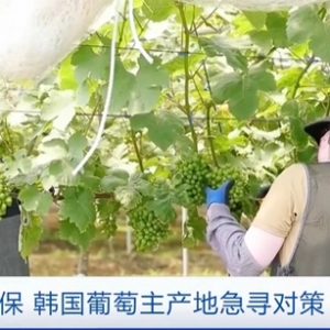 種植面積激增超10倍！韓國陽光玫瑰葡萄批發(fā)價(jià)暴跌約35%