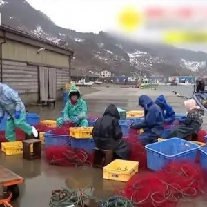日本海岸涌現(xiàn)大量沙丁魚 綿延300米最深沒過膝蓋
