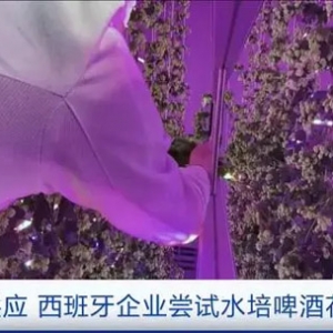全球變暖威脅啤酒花種植，西班牙企業(yè)嘗試水培啤酒花增加供應(yīng) ...