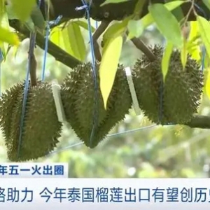 搭上中老鐵路快車！泰國榴蓮出口額有望再創(chuàng)新高！