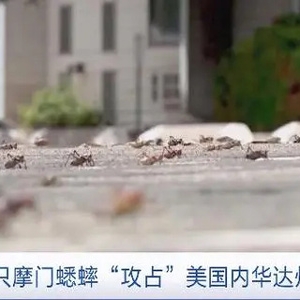 數(shù)百萬只摩門蟋蟀！美國內華達州小鎮(zhèn)遭蟋蟀“攻占”