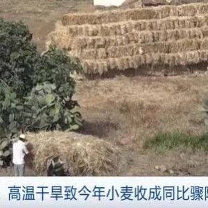 高溫干旱沖擊農(nóng)業(yè)生產(chǎn)，突尼斯今年小麥?zhǔn)粘赏润E降60%