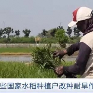 氣候變化沖擊多國農(nóng)業(yè)生產(chǎn)！至少20個(gè)國家和地區(qū)出臺(tái)食品出口禁令