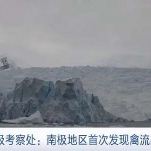 英國(guó)南極考察處：南極地區(qū)首次發(fā)現(xiàn)禽流感病毒
