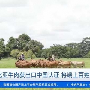 拉丁美洲食材加一！哥倫比亞牛肉獲出口中國(guó)認(rèn)證，將端上百姓餐桌