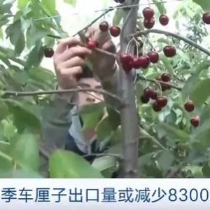 出口量或減少8300萬(wàn)箱！厄爾尼諾現(xiàn)象致智利早熟車?yán)遄訙p產(chǎn)超五成