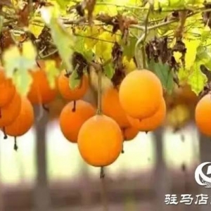 平輿縣雙廟鎮(zhèn)：瓜蔞種植帶動中藥材產(chǎn)業(yè)發(fā)展