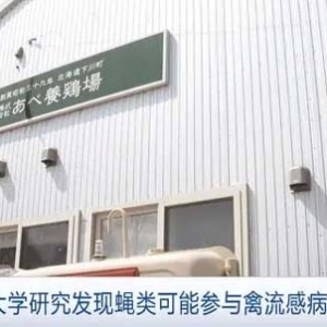 蠅類可能參與禽流感病毒傳播！日本一大學(xué)最新發(fā)現(xiàn)→