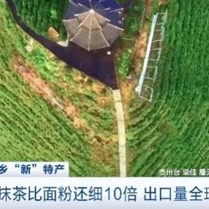 隱藏“新特產(chǎn)”！貴州抹茶出口量全球第三，年產(chǎn)值達(dá)3.2億元