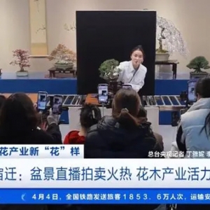 江蘇宿遷盆景直播產(chǎn)業(yè)火熱！庭院造景年產(chǎn)值約7000萬元