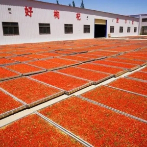 甘肅玉門：特色產(chǎn)業(yè)有活力 群眾增收底氣足