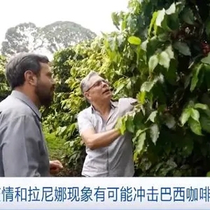 高溫沖擊咖啡豆種植，國際咖啡豆期價走高！巴西從業(yè)者或迎新機(jī)會