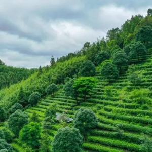 做好“土特產(chǎn)”文章，肇慶加快打造茶產(chǎn)業(yè)品牌