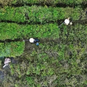 四川平昌：秋季茶園管護(hù)忙 蓄勢(shì)春來(lái)茶飄香