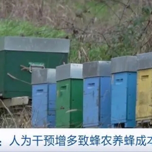氣候異常重創(chuàng)意大利養(yǎng)蜂產(chǎn)業(yè)：蜂蜜減產(chǎn) 蜂農(nóng)削減成本和生產(chǎn)規(guī)模