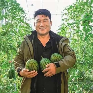 蘭州新區(qū)西瓜甜蜜上市