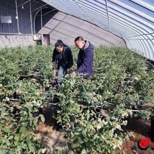 跨越山海的情誼 高原藍(lán)莓綻放幸福年——青島西海岸新區(qū)與甘肅岷縣、武都區(qū)東西協(xié)作紀(jì)實(shí)