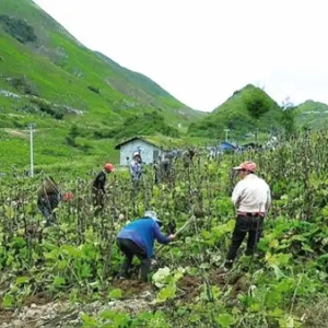 重慶開州：預(yù)計到2029年，道地中藥材全產(chǎn)業(yè)鏈產(chǎn)值將突破200億元